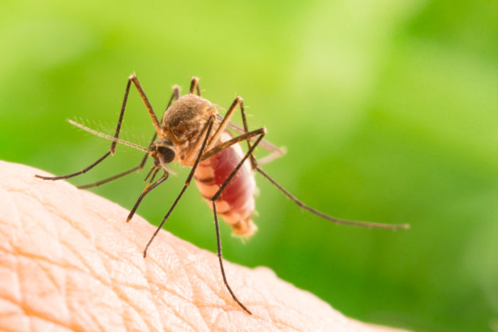 міф про малярію