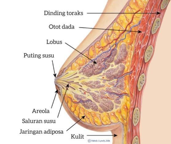 Анатомія грудей