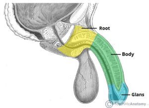 Анатомія вигляду сторони пеніса (джерело: Анатомія Teach Me)