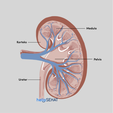 анатомія нирок