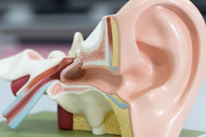 Анатомія вуха