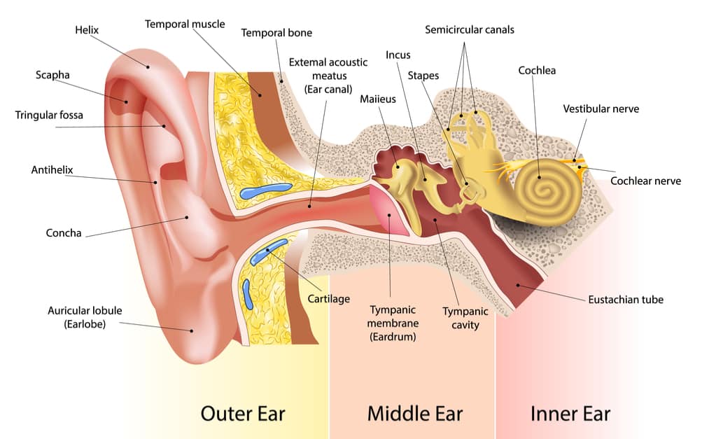 частина вуха
