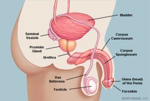 Анатомія пеніса виглядає боком (джерело: WebMD)