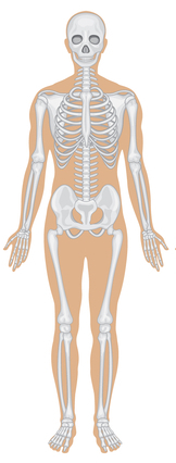 кісткової системи