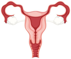 жіноча репродуктивна система
