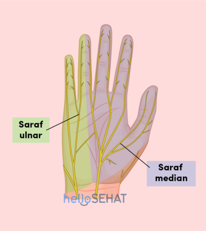 Картина руки - серединний ліктьовий нерв