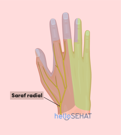 Образ руки - променевий нерв